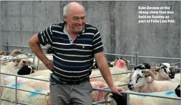  ??  ?? Eoin Devane at the sheep show that was held on Sunday as part of Féile Lios Póil.