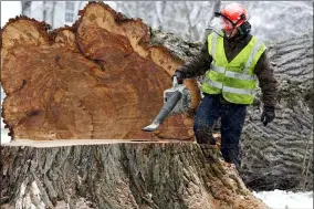  ?? PAT WELLENBACH — THE ASSOCIATED PRESS FILE ?? A worker removes saw dust from “Herbie,” the tallest American elm in New England, after it was cut down in Yarmouth, Maine.