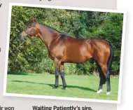 ??  ?? Waiting Patiently’s sire, Flemensfir­th, who is by Alleged