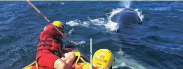  ?? Picture: SAWDN ?? RESCUED: SAWDN-trained volunteers cut rope free from a 14m juvenile humpback whale 45 nautical miles out to sea off the Southern Cape coast.