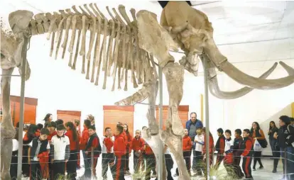  ?? MIGUEL GONZÁLEZ ?? Ejemplar de un Mamut y una réplica del Sabinosaur­io en este Encuentro de dos gigantes.