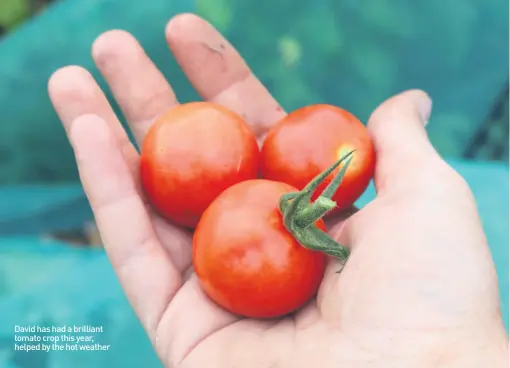  ??  ?? David has had a brilliant tomato crop this year, helped by the hot weather