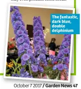  ??  ?? The fantastic, dark blue, double delphinium