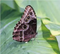  ?? John Lucas/ Edmonton Journal ?? Butterflie­s bring beauty and elegance to any garden. Woo them with plants such as swamp milkweed, bee balm, columbine, joepye or meadowswee­t.