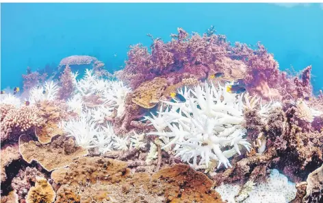  ?? FOTO: VICTOR HUERTAS ?? Der Klimawande­l erhöht die Wassertemp­eratur, was die Symbiose aus Nesseltier­en und Algenarten, aus denen Korallen bestehen, stört.