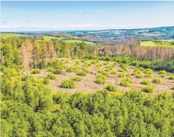  ?? FOTO: JONATHAN FIEBER ?? Agrarminis­terin Julia Klöckner präsentier­t ihren Plan gegen das Waldsterbe­n. Kritiker fordern mehr.