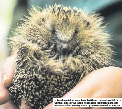  ??  ?? Does it not tell us something that the very decades which have witnessed disastrous falls in hedgehog population­s have seen badger numbers moving in exactly inverse proportion, asks Ian