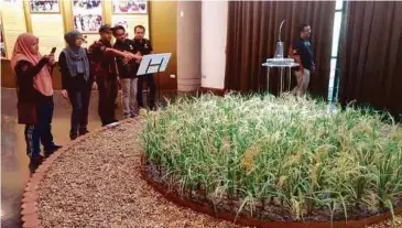  ??  ?? TANAMAN padi juga dipamer di Muzium Pertanian di Thailand.