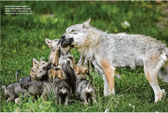  ?? Foto: ©Bildagentu­r Zoonar Gmbh/shuttersto­ck.com ?? Rasche Vermehrung im Land: Eine Wölfin mit Jungtieren.