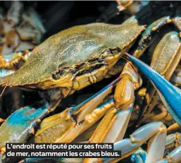  ??  ?? L’endroit est réputé pour ses fruits de mer, notamment les crabes bleus.