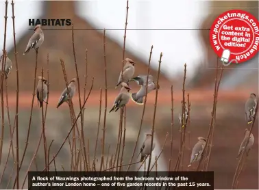  ??  ?? A flock of Waxwings photograph­ed from the bedroom window of the author’s inner London home – one of five garden records in the past 15 years.