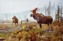  ??  ?? Carl Rungius (1869-1959), Moose Near Long Lake, oil, 30 x 40½”