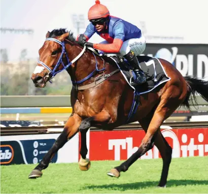  ??  ?? FAVOURITE. Big Bear has been priced up at 2-1 to win the Grade 2 Investec Dingaans at Turffontei­n on Saturday.