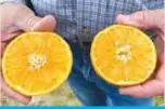  ?? — AFP ?? 68 year-old citrus grower Peter Spyk holds a halved orange at Arapaho Citrus Management grove in Fort Pierce, Florida on Nov 21, 2019.