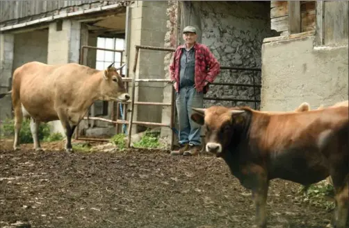  ?? DAVID BEBEE, RECORD STAFF ?? New Dundee farmer Jeff Stager stands with his Limousin cattle at his farm. Small farms are an influence of Old Order Mennonite and Amish communitie­s, he said.