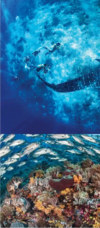  ??  ?? Clockwise: Divers playing with a whaleshark; An aerial view of the Tubbataha; A profusion of marine life is visible on crystal-clear water