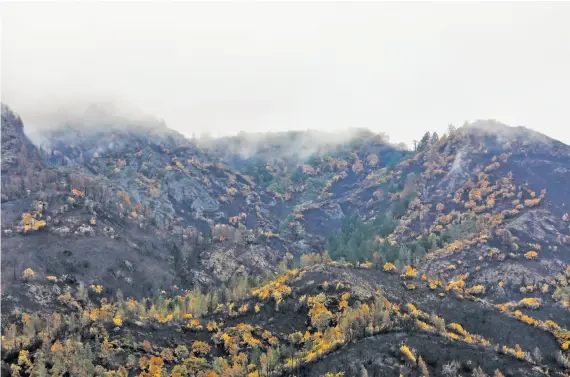  ?? Photos by gabrielle Lurie / The Chronicle ?? Mount Hood Regional Park, devastated by fire, now faces a new threat — landslides, so crews with chain saws are clearing trees to reduce the risk of damage.