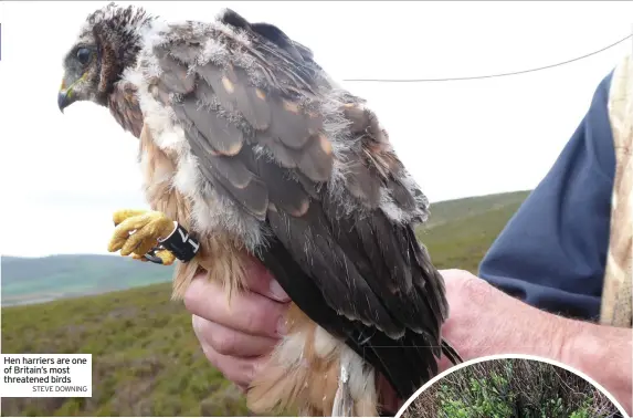  ?? STEVE DOWNING ?? Hen harriers are one of Britain’s most threatened birds