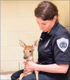  ?? Contribute­d photo ?? Laura Burban, director of the Dan Cosgrove Animal Shelter in Branford, with an orphaned fawn.