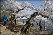  ?? JACQUELYN MARTIN — THE ASSOCIATED PRESS ?? People visit the cherry blossom trees in full bloom at the tidal basin March 22 in Washington. Sections of the National Mall and tidal basin have been closed to vehicular traffic to encourage people to practice social distancing and not visit Washington’s iconic cherry blossoms this year due to coronaviru­s concerns. The trees are in full bloom this week and would traditiona­lly draw large crowds.