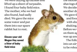  ??  ?? Eleven-year-old Megan Hay saved a litter of baby field mice