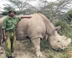  ??  ?? Last of his kind: northern white rhino Sudan featured in ‘Natural World’