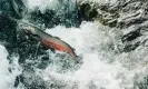  ?? Cavan Images/Alamy ?? A coho salmon jumping up a waterfall to get to its spawning grounds. Photograph: