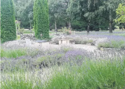  ?? PHOTO: NICOLA MCCLOY ?? Calming . . . Danseys Pass lavender