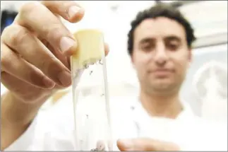  ?? HELMUT FOHRINGER/AFP ?? A lab worker in Austria holds a vial containing a breed of mosquito known to carry Zika. Some experts theorise that the Zika virus may already be present in Cambodia.