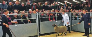  ?? Photograph­s: Kevin McGlynn ?? Clockwise from left: there was not a space to be had as the lamb ring was buzzing with Ian Hunter, Dalchirla, selling his consignmen­t of top drawer lambs; Ewan MacMillan’s Lurg Blackie; and Alasdair Currie with his gold medal from this year’s Mòd....