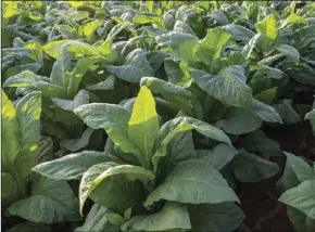  ?? ?? Tobacco belongs to the Nicotiana family Solanaceae, it is also the general term products prepared from cured leaves of these plants