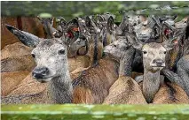  ??  ?? Venison prices have stayed high thanks to continued strong demand from markets in Europe and America.