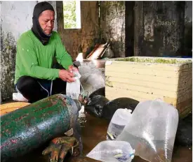  ??  ?? AQUARIUM FISH TRADE A fish collector changes water and pumps fresh oxygen into bags that contain live ornamental fish as these are readied for tansport to Metro Manila.