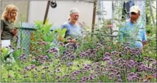  ?? MICHILEA PATTERSON — DIGITAL FIRST MEDIA ?? Ron Richael, far right, shows his backyard garden full of flowers to judges for the 2016 Home Garden Contest. Richael, of Pottstown, won first place in the Pottstown Bees & Butterflie­s Category earning a cash prize of $200.