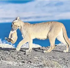  ?? ?? Big cats A mother puma battles to raise her cubs.