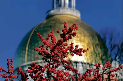  ?? JOHN TLUMACKI/GLOBE STAFF ?? A winterberr­y bush was vibrant in the front of the Massachuse­tts State House grounds.