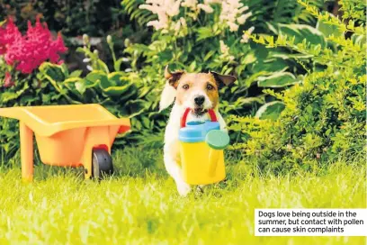  ??  ?? Dogs love being outside in the summer, but contact with pollen can cause skin complaints