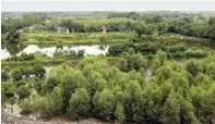  ?? DIKA KAWENGIAN/JAWA POS ?? TAHAP PEMBEBASAN: Lahan milik warga yang bakal menjadi bagian kebun raya mangrove di pantai timur Surabaya.