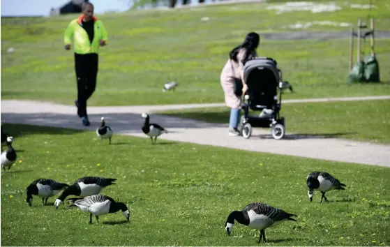  ?? FOTO: HEIKKI SAUKKOMAA ?? De vitkindade gässen blir bara fler och fler och orsakar stora skador bland annat för lantbruksf­öretagare.