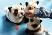  ??  ?? Dogs dyed black and white to mimic panda cubs are pictured at Cute Pet Games cafe in Chengdu in China’s southweste­rn Sichuan province. — AFP photos