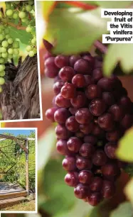  ??  ?? Developing fruit of the Vitis vinifera ‘Purpurea’
