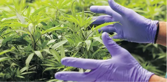  ?? GAVIN YOUNG ?? Some retailers feel that the supply of cannabis plants, like those growing at Boaz Crafting Cannabis, above, won’t meet the initial demand.