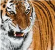  ?? Foto: dpa ?? Sieht ziemlich beeindruck­end aus: der Sibirische Tiger.