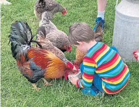  ?? ?? Animal-loving kids will relish getting to help with feeding at Torridge House.