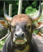  ??  ?? The banteng (wild cattle) has disappeare­d from Peninsular Malaysia and is endangered in Borneo. — SEN NATHAN