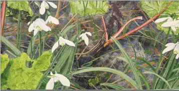  ??  ?? ‘Snowdrops and Rhubarb’ by Andrew Manson.