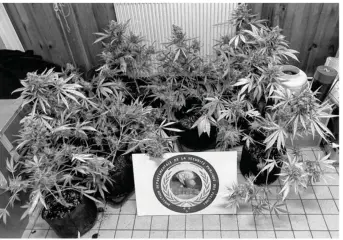  ??  ?? Le propriétai­re a reconnu cultiver du cannabis depuis environ dix ans (image d’illustrati­on).