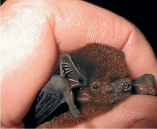  ?? PHOTO: JAMES MORTIMER ?? A multi-agency project seeks to protect a threatened South Canterbury colony of long-tailed bats.