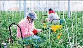  ?? ASSOCIATED PRESS ?? FARMWORKER­S prune young tomato plants near Willcox, Ariz.