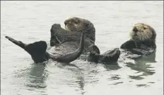  ?? Dan Joling/Associated Press ?? A pair of northern sea otters float on their backs in the small boat harbor at Seward, Alaska, in 2016. Sea otters, once wiped out by hunting along Alaska's Panhandle, have made a strong comeback.